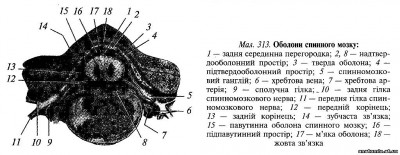 Топографічна анатомія оболон і міжоболонних просторів спинного мозгу Топографічна анатомія оболон і міжоболонних просторів спинного мозгу
