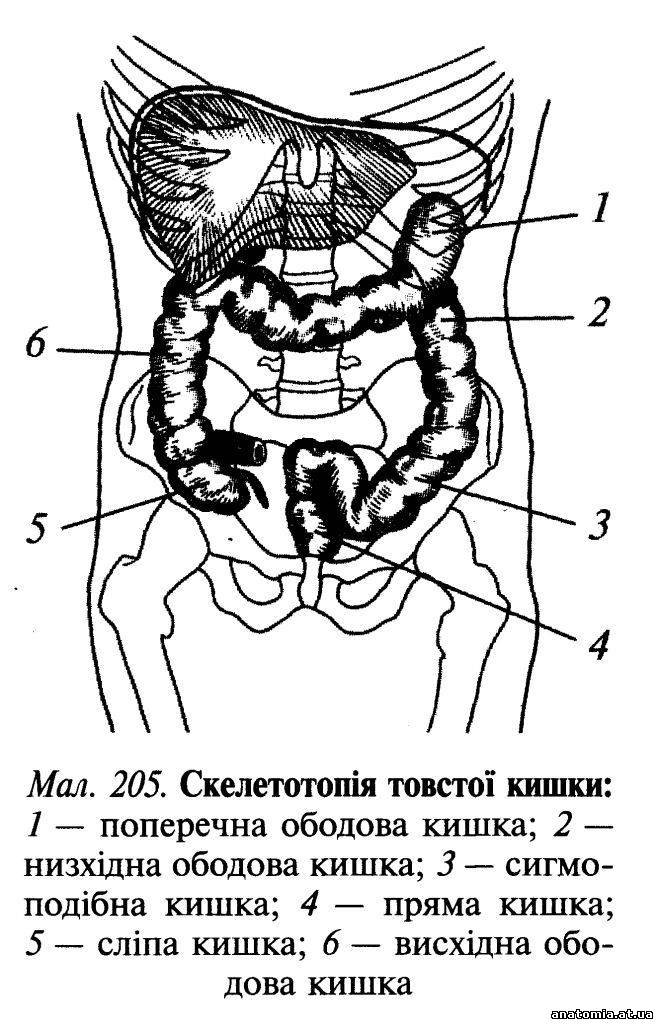 Товста кишка (intestinum crassum)