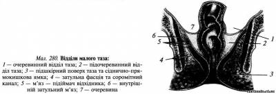 Відділи малого таза. Хід очеревини Відділи малого таза. Хід очеревини