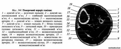 Задня гомілкова ділянка Задня гомілкова ділянка