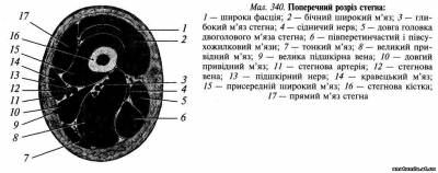 Задня стегнова ділянка