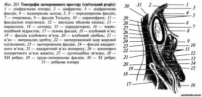 Заочеревинний простір