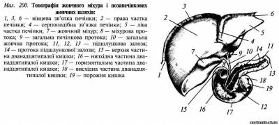 Жовчний міхур (verica biliaris)